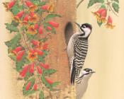 Red cockaded Woodpecker - 威廉·齐默曼